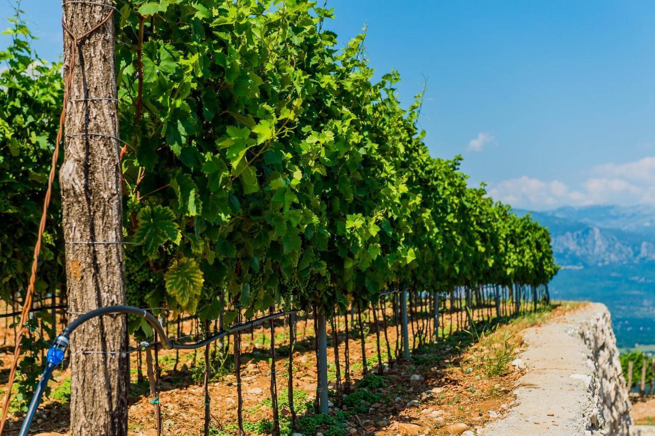 Eco Winery Lipovac Apartments Cetinje Eksteriør bilde